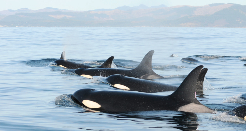 These killer whales exhale sickening germs