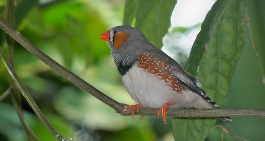 zebra finch