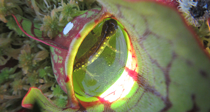 860_pitcher_plant_eat_salamander.png