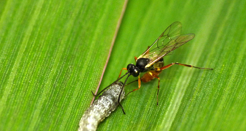 Parasitic Wasps Can Genetically Modify Their Caterpillar Hosts