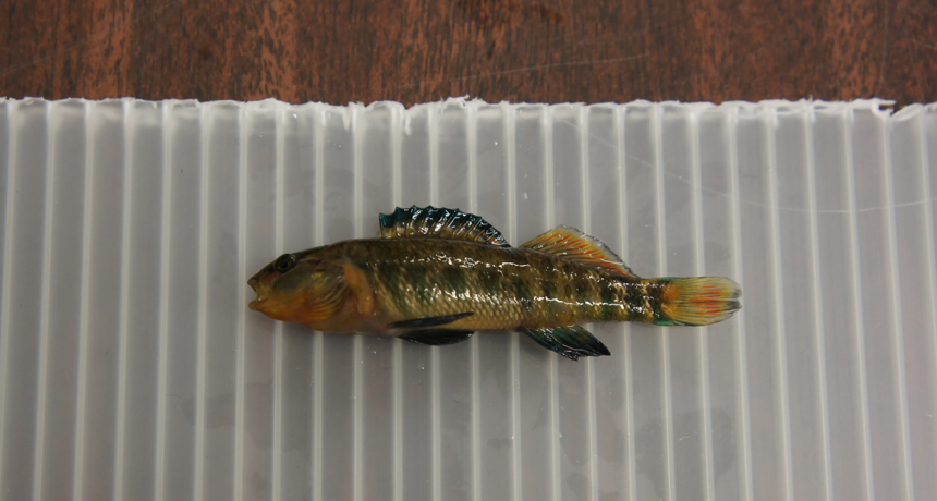 rainbow darter