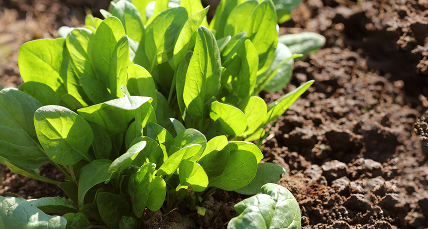 860_spinach_solar_power.png