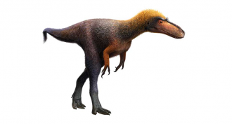 A newfound dinosaur had tiny arms before T. rex made them cool