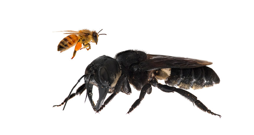 860_wallaces_giant_bee.png