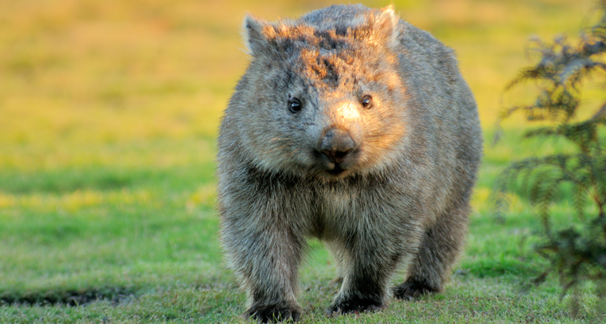 860_wombat_poop.png