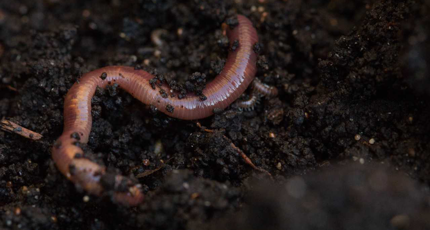 earthworms in soil