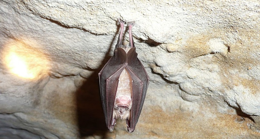 Greater horseshoe bat