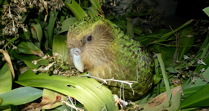 860px-Kakapo_Sirocco_1.gif