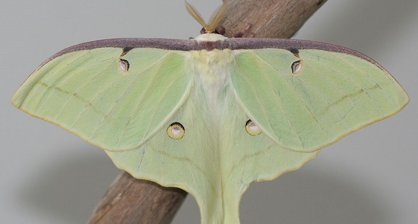 Male Luna Moth