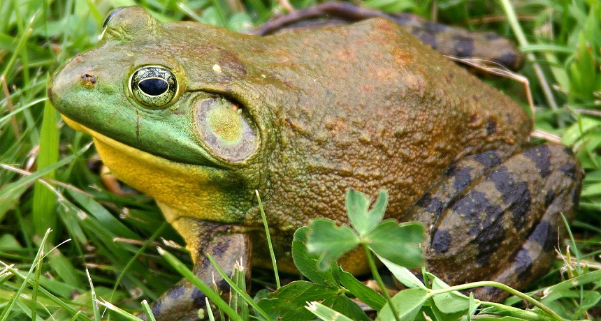 North American Bullfrog