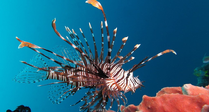 Red Lionfish