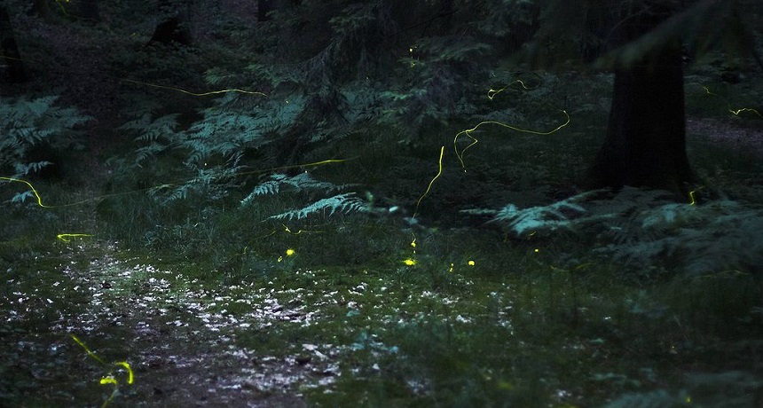 Fireflies