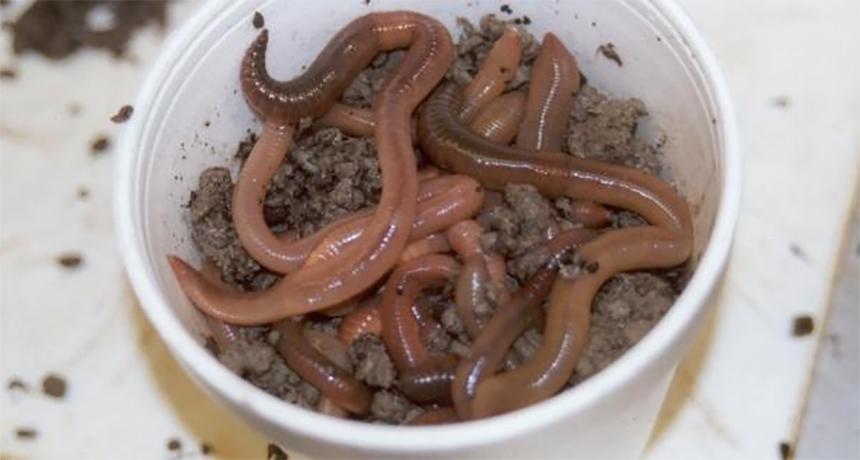 The Dirt on Earthworms