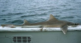 smooth dogfish image