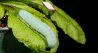 caterpillar chewing
