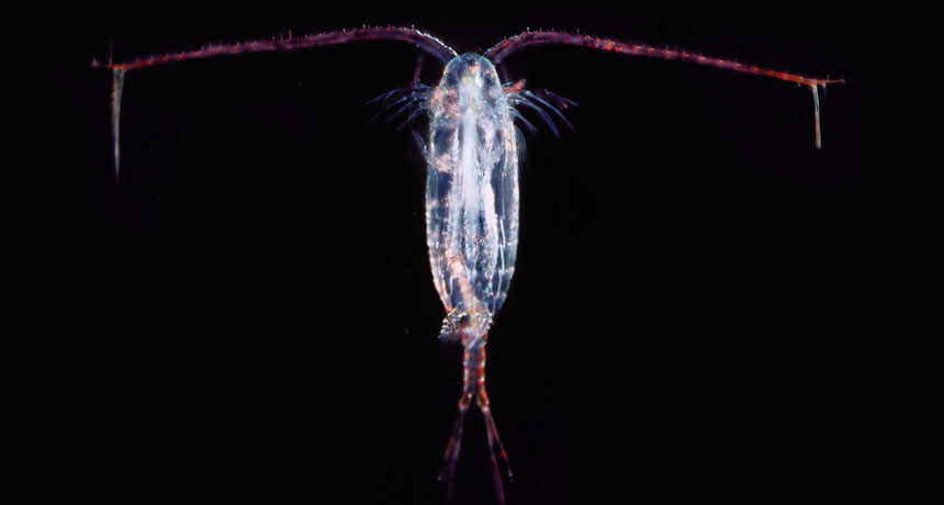 Copepod