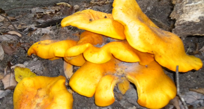 fungus