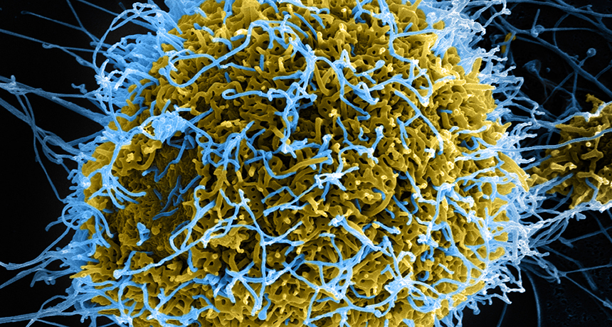 ebola virus