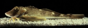 a flat mud-dwelling fish