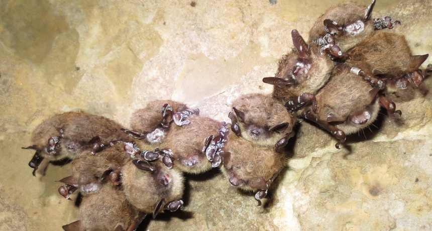 White nose bats