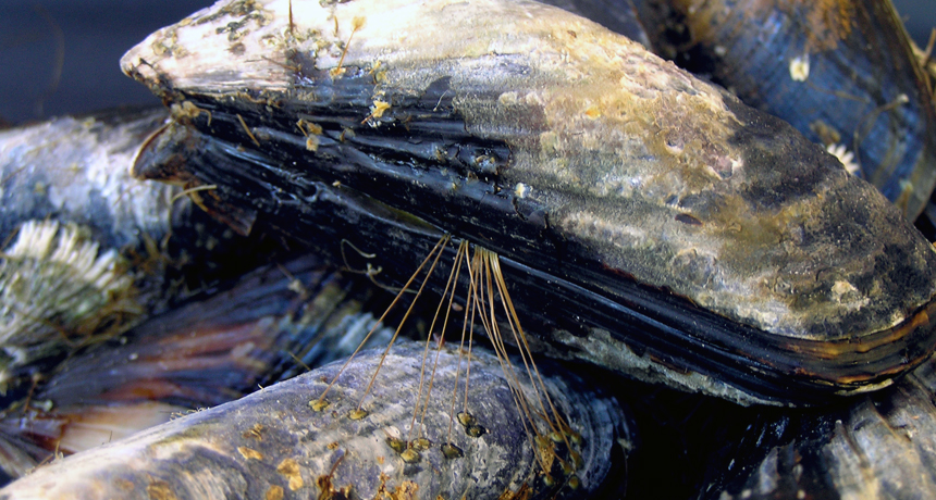 Crafty Mussels Use Mimicry and Muscle