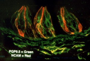 an image showing taste cells on a mouse tongue