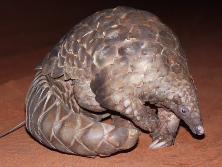 ground pangolin