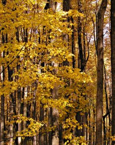 trees with yellow leaves