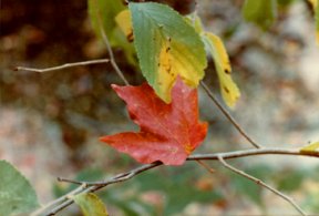 a red leaf