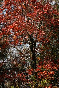 a tree with red leaves