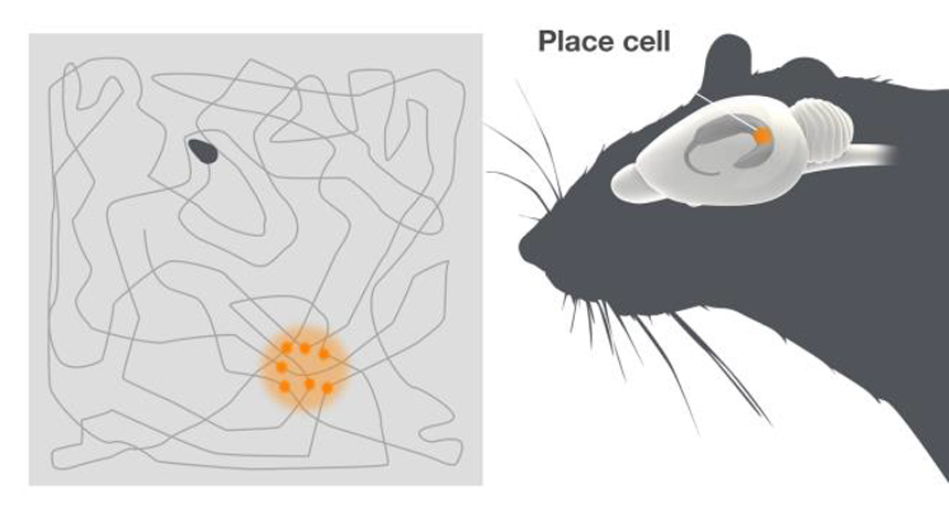 map of rat brain