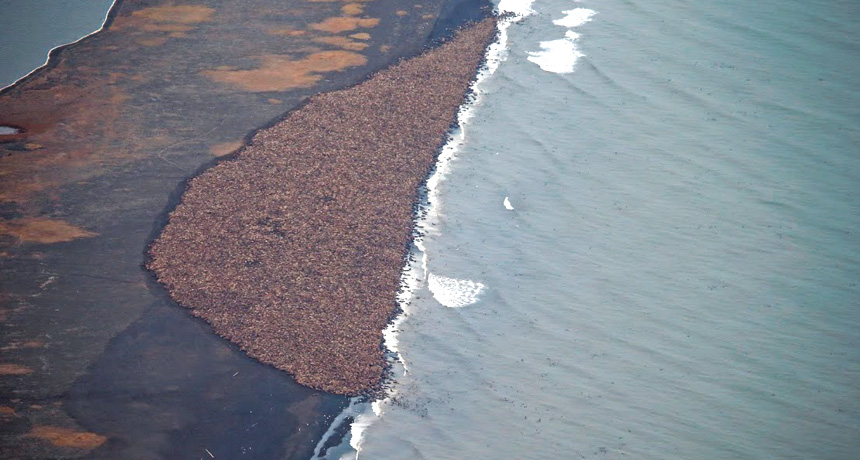 group of walruses