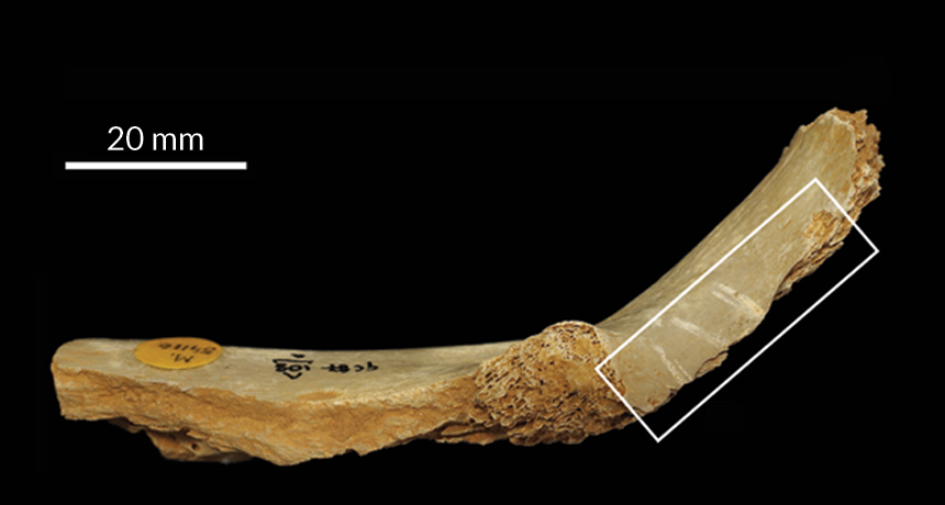 Human tooth marks and pounding damage (in boxed area) on a 14,700-year-old human leg bone found in a British cave. The marks suggest that the person’s body was cannibalized as part of a ritual, researchers say.