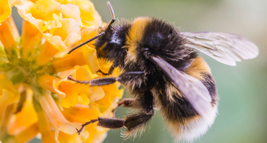 bee on flower