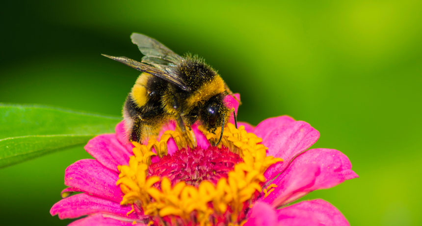 Less brilliant flowers still keep bees coming back