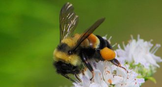 Rising temperatures are shrinking the home ranges of bumblebees, such as this rusty-patched species (Bombus affinis).