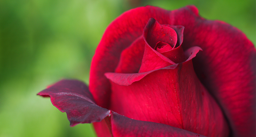 Not all roses are sweetly scented. By comparing one that isn’t to one that is — the Papa Meilland rose (shown) — researchers discovered a surprising enzyme behind the signature “rose” scent.