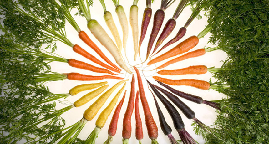 rainbow of carrots