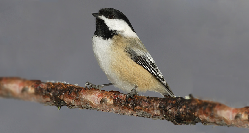 chickadee