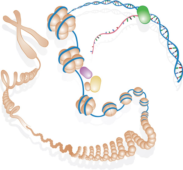 DNA