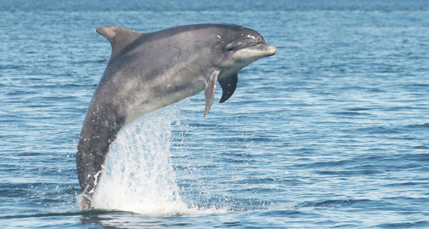Wild bottlenose dolphins (one shown) respond to hearing their "signature whistles." These individual, high-pitched tunes appear to serve as the animals' names. Credit: Courtesy of V. Janik, University of St. Andrews