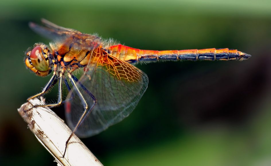 a photo of a brightly colored dragonfly resting on a twig