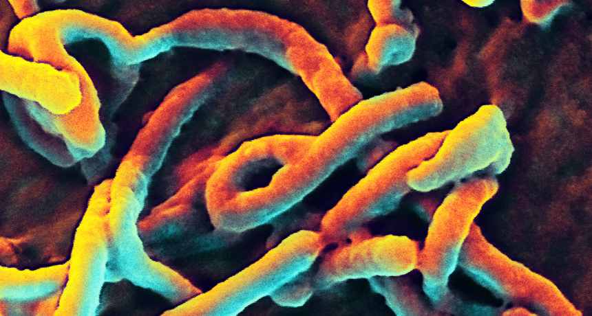 Ebola virus