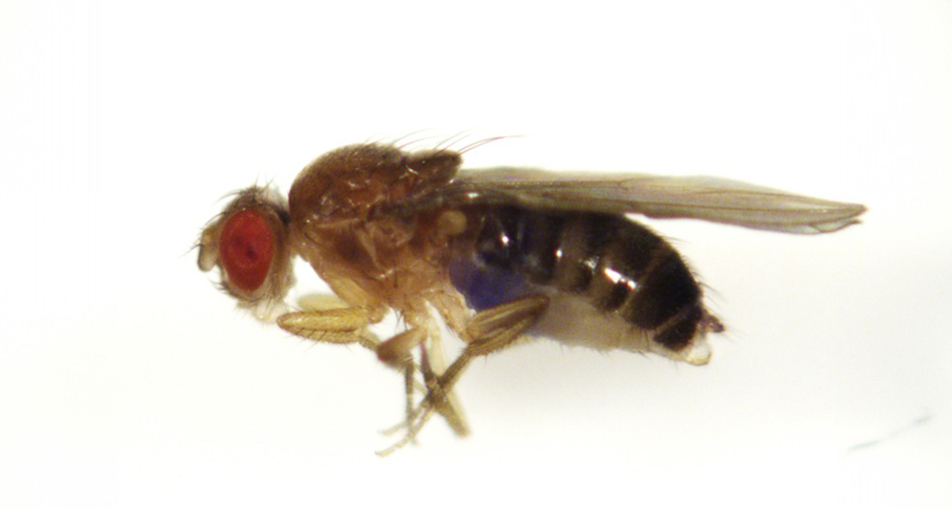 https://www.snexplores.org/wp-content/uploads/2019/11/el_erythritol-fruit-fly_free.jpg