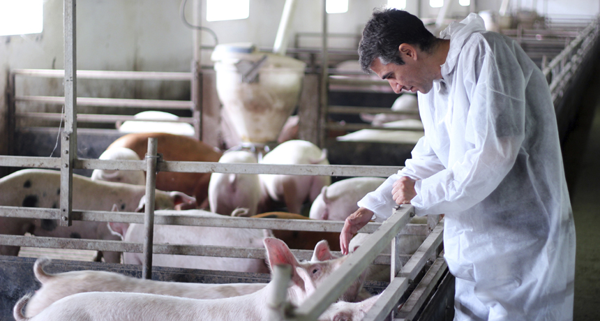 farmer tending to pigs