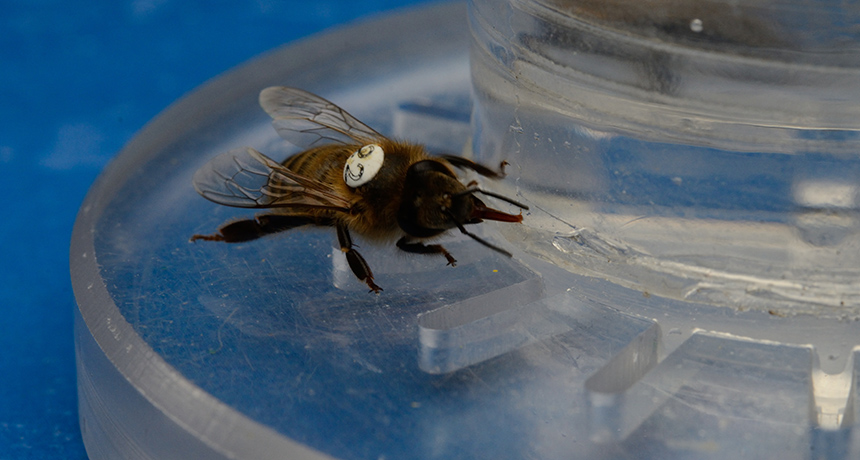 caffeinated bee