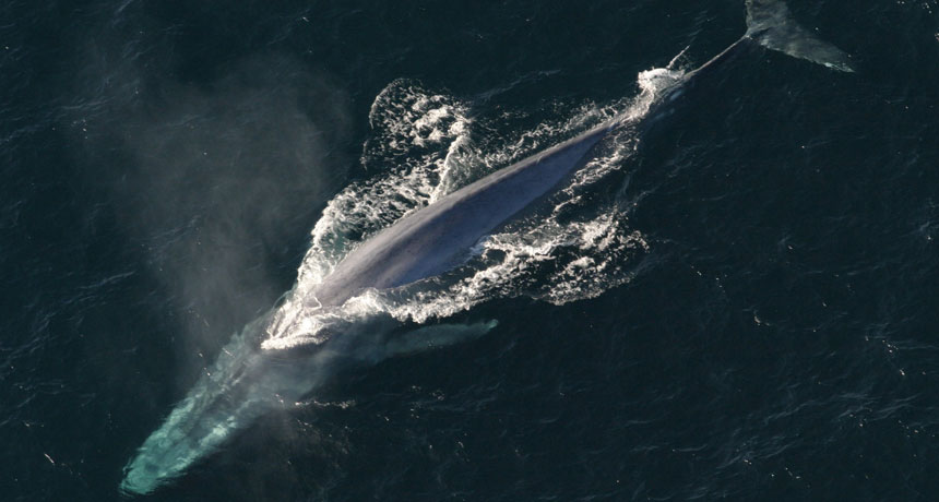 blue whale