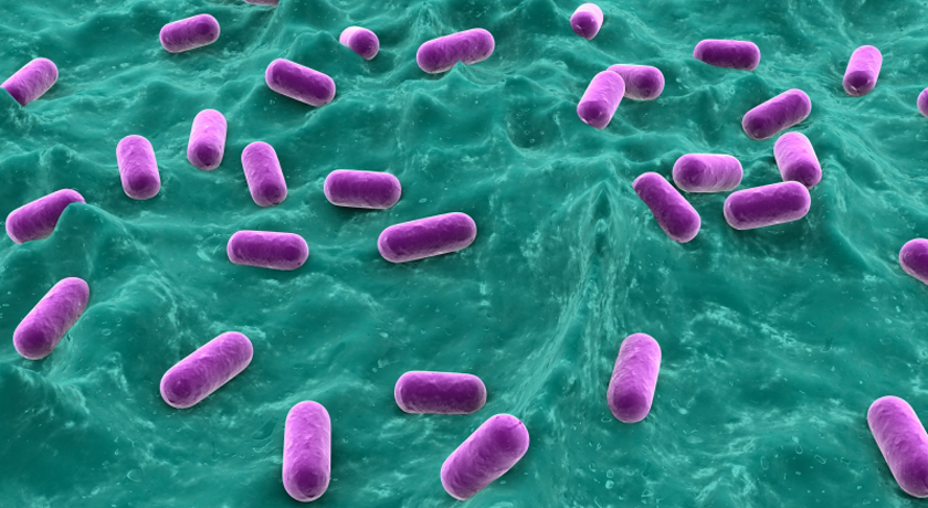 lactobacillus