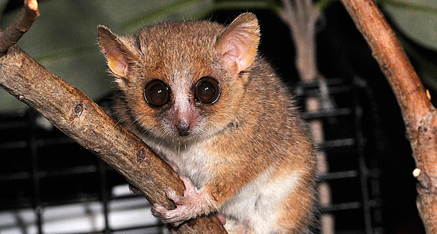 gray mouse lemur