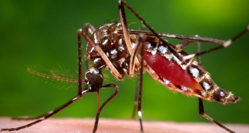 Aedes aegypti female